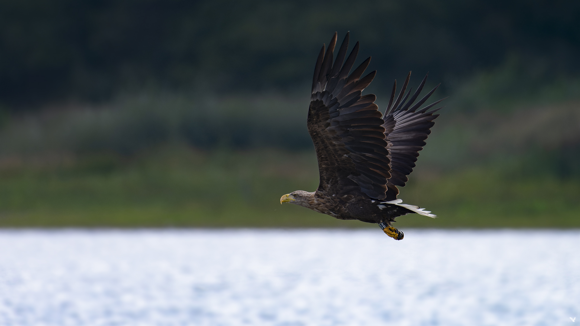 Seeadler | Haliaeetus albicilla