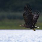 Seeadler | Haliaeetus albicilla