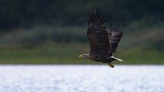 Seeadler | Haliaeetus albicilla