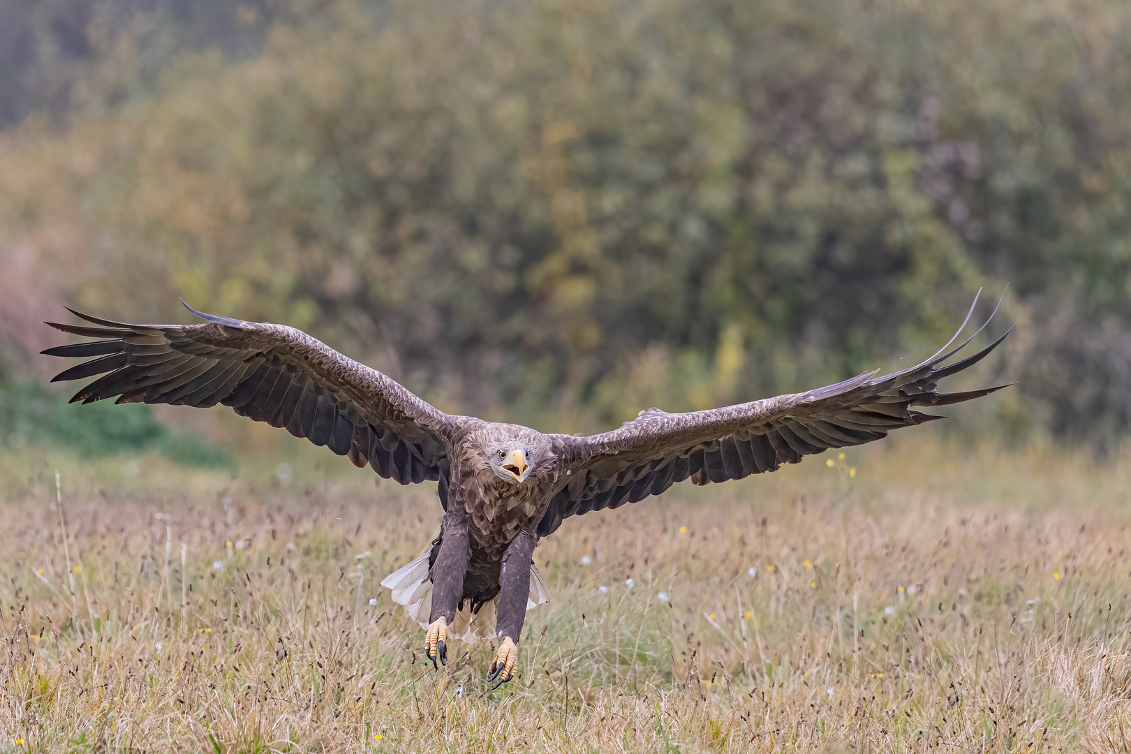 Seeadler (Haliaeetus albicilla)