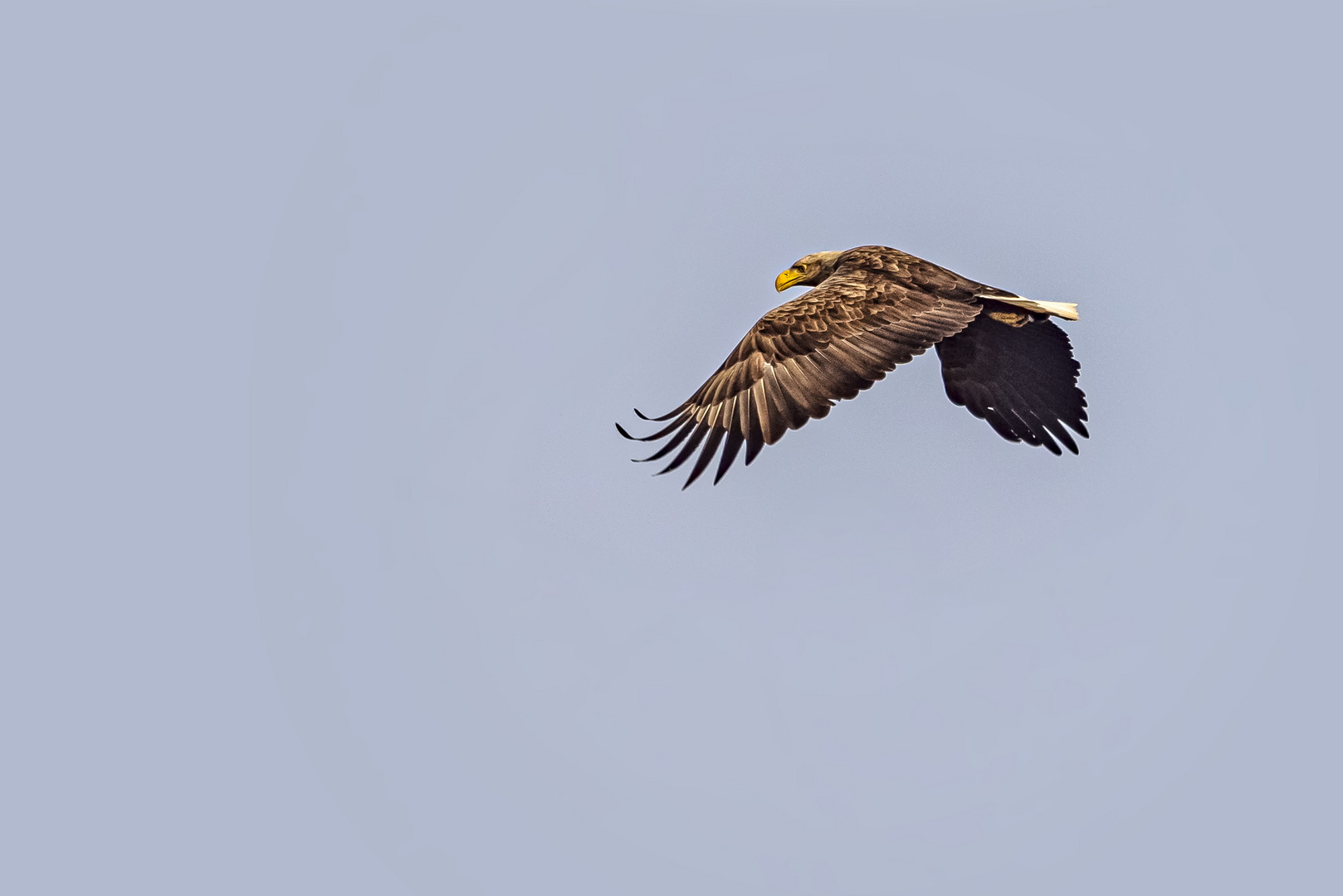   Seeadler (Haliaeetus albicilla)