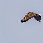   Seeadler (Haliaeetus albicilla)