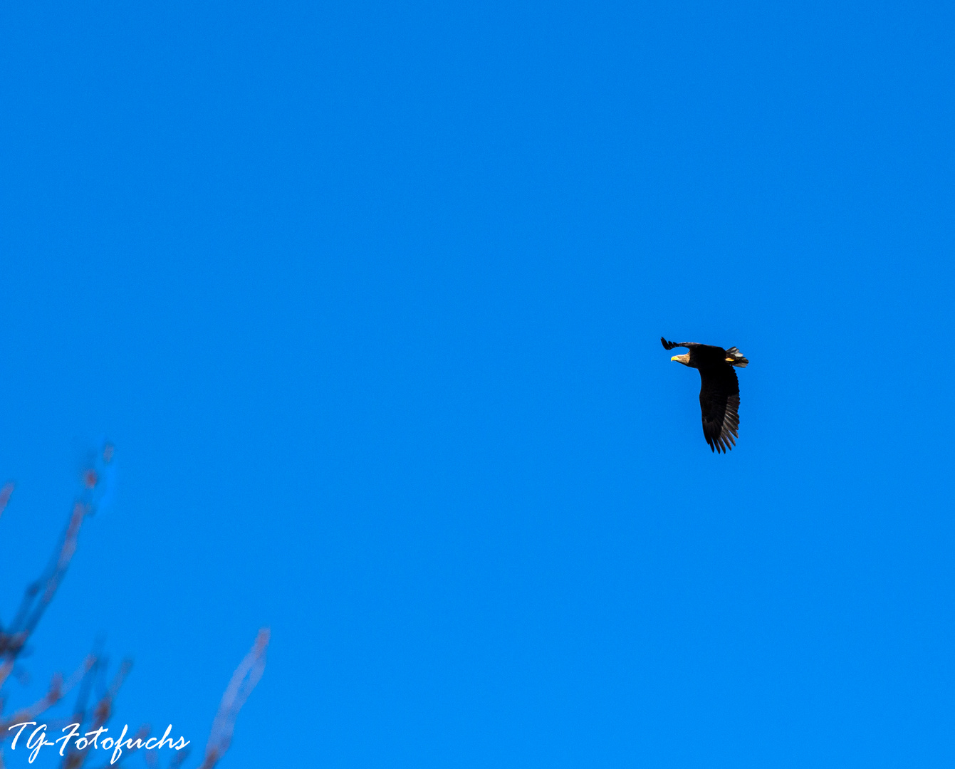 Seeadler (Haliaeetus albicilla)