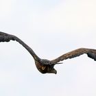  Seeadler (Haliaeetus albicilla)