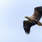  Seeadler (Haliaeetus albicilla) 