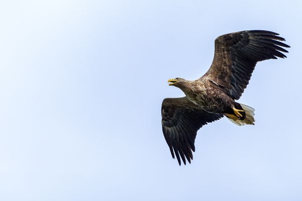 Seeadler (Haliaeetus albicilla) 