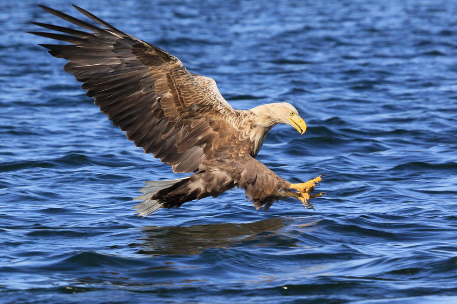 Seeadler ( Haliaeetus albicilla ) 3