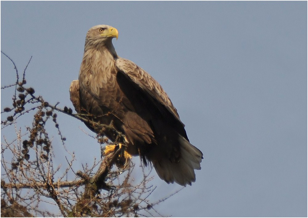 Seeadler (Haliaeetus albicilla)