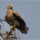 Seeadler (Haliaeetus albicilla)