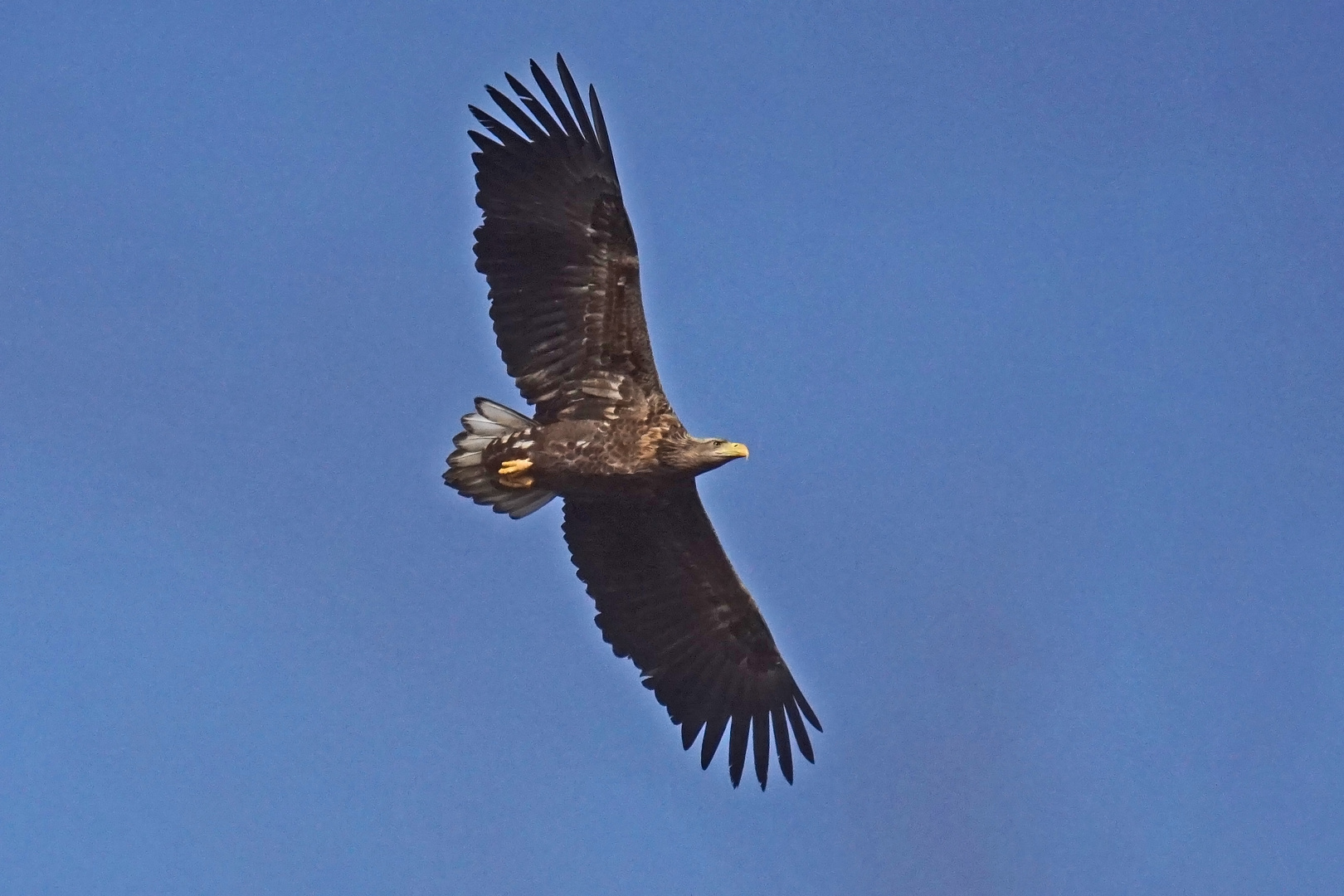 Seeadler (Haliaeetus albicilla)