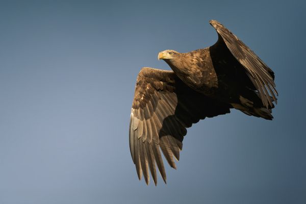  Seeadler (Haliaeetus albicilla)