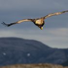 Seeadler (Haliaeetus albicilla)