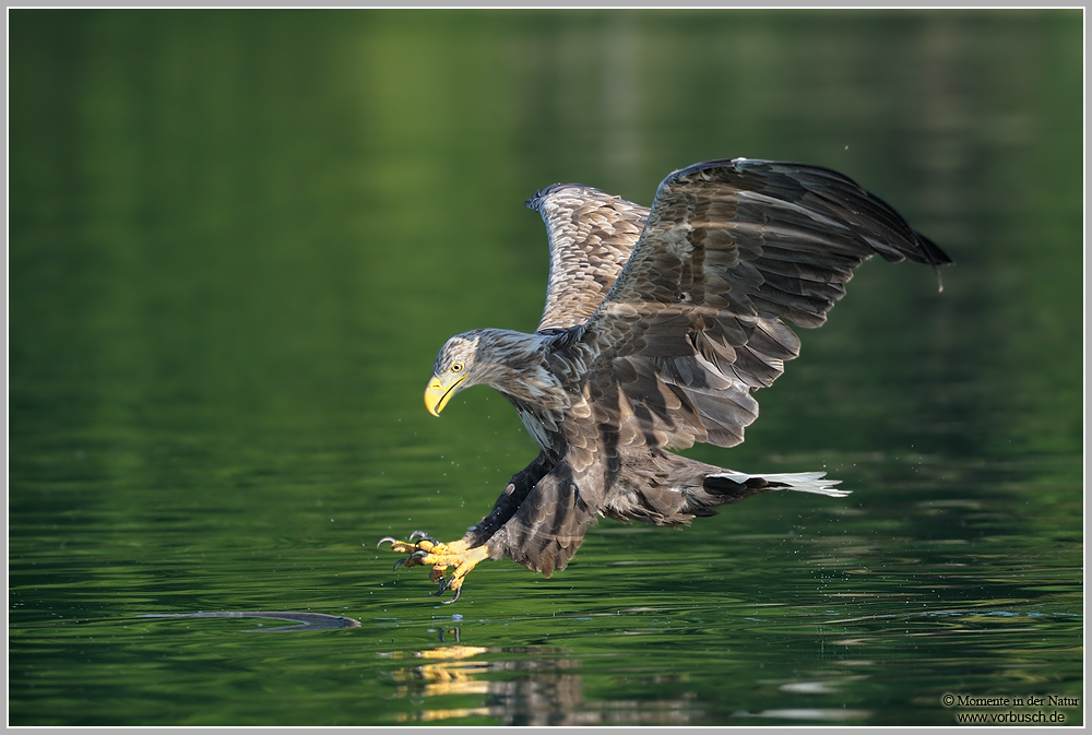 Seeadler (Haliaeetus albicilla)