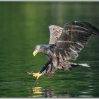 Seeadler (Haliaeetus albicilla)