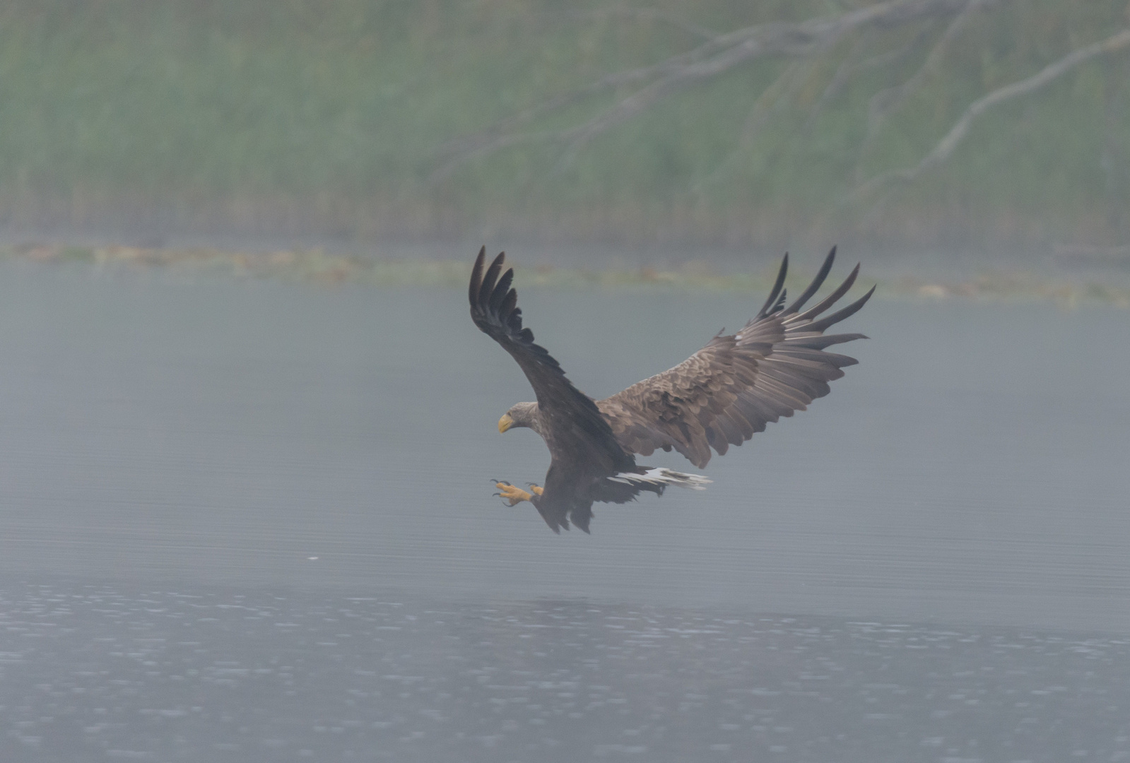 ~Seeadler (Haliaeetus albicilla)~