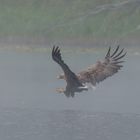 ~Seeadler (Haliaeetus albicilla)~