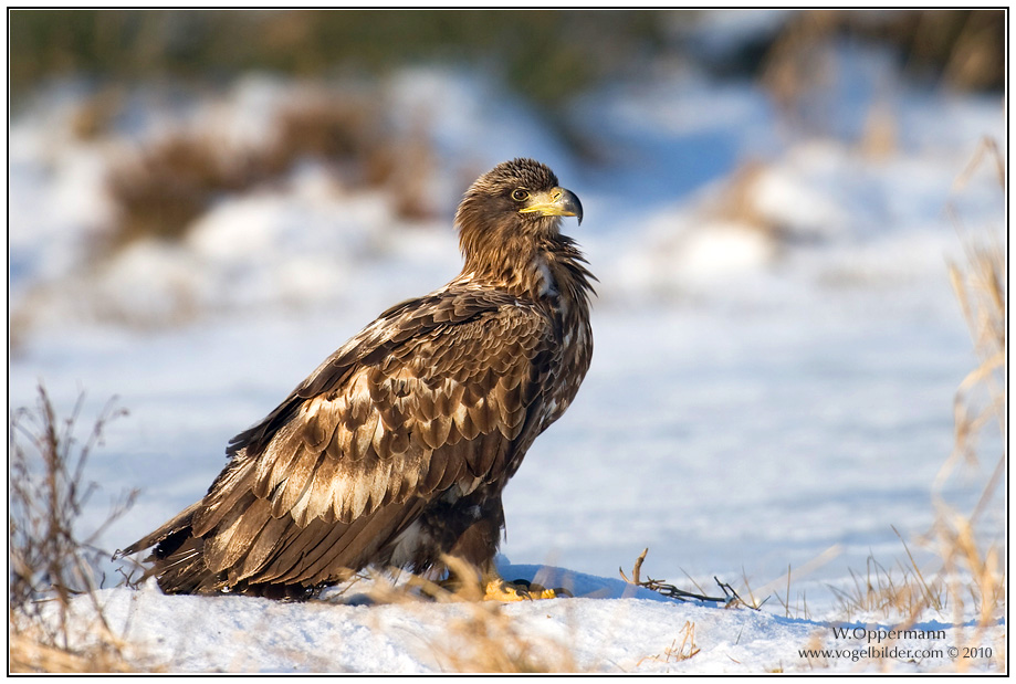 Seeadler (Haliaeetus albicilla)