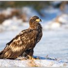 Seeadler (Haliaeetus albicilla)