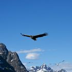 Seeadler - Haliaeetus albicilla