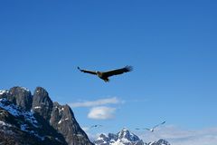 Seeadler - Haliaeetus albicilla