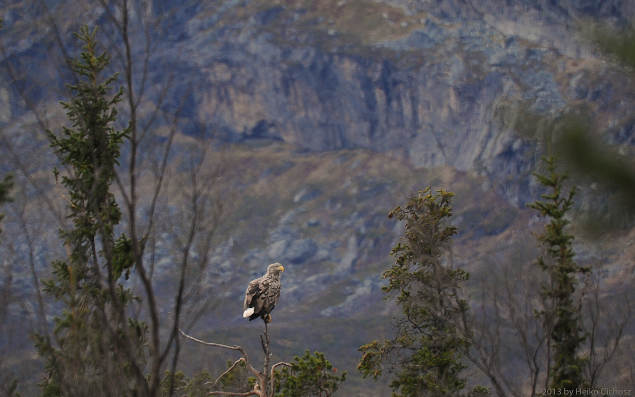 Seeadler (Haliaeetus albicilla)