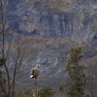 Seeadler (Haliaeetus albicilla)