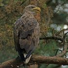 Seeadler (Haliaeetus albicilla), Altvogel