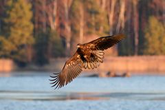 Seeadler (Haliaeetus albicilla) am Morgen 