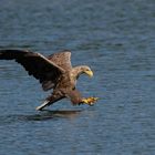 Seeadler  (Haliaeetus albicilla)  auf Beutefang