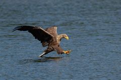 Seeadler  (Haliaeetus albicilla)  auf Beutefang