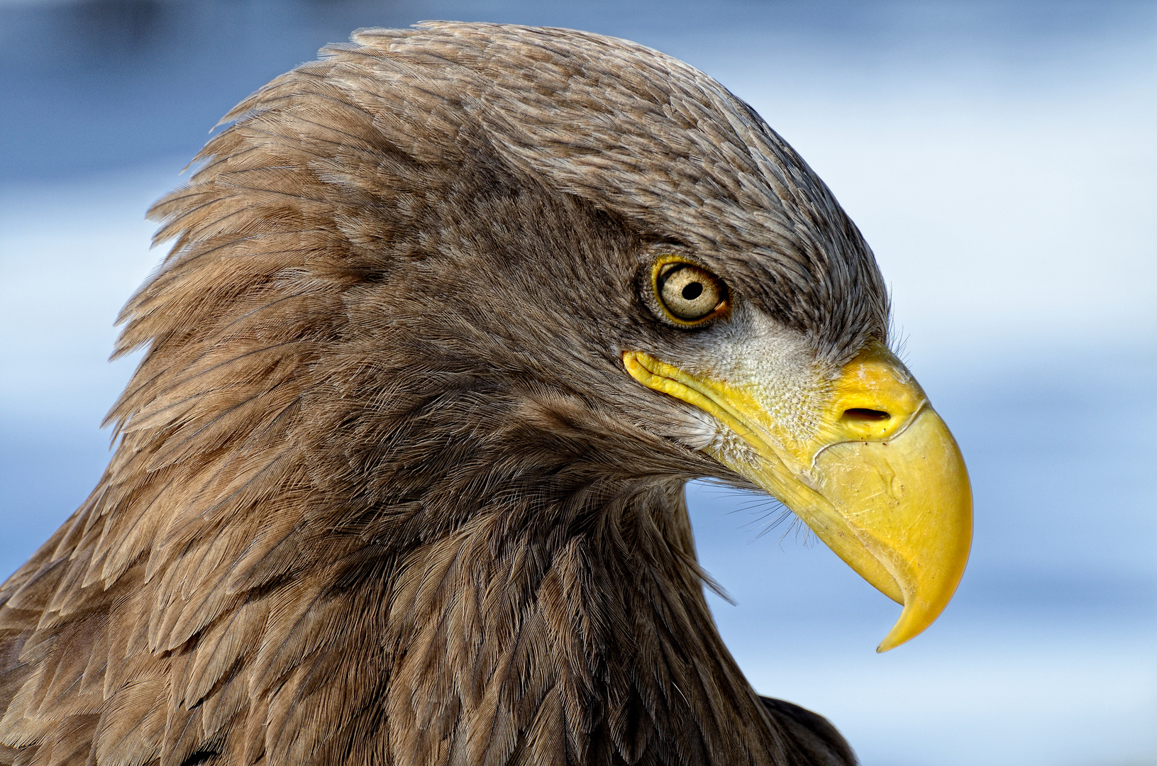 Seeadler (Haliaeetus albicilla)