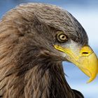 Seeadler (Haliaeetus albicilla)