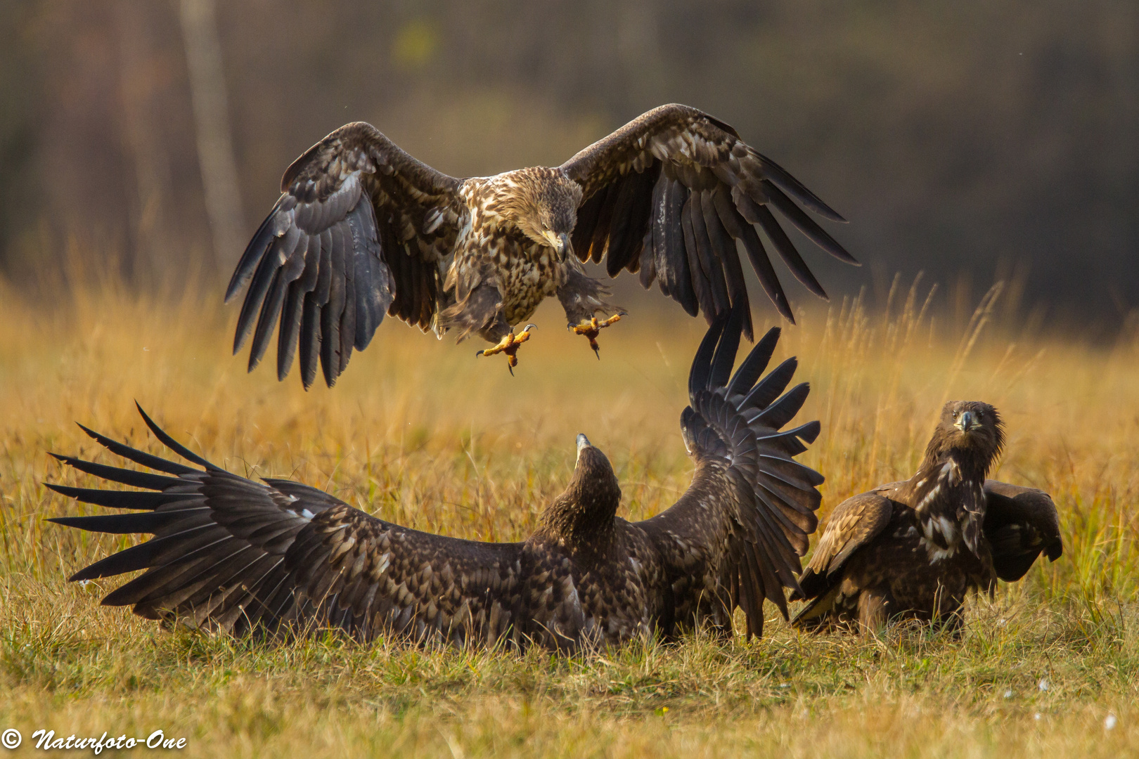 Seeadler, Haliaeetus albicilla