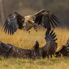 Seeadler, Haliaeetus albicilla