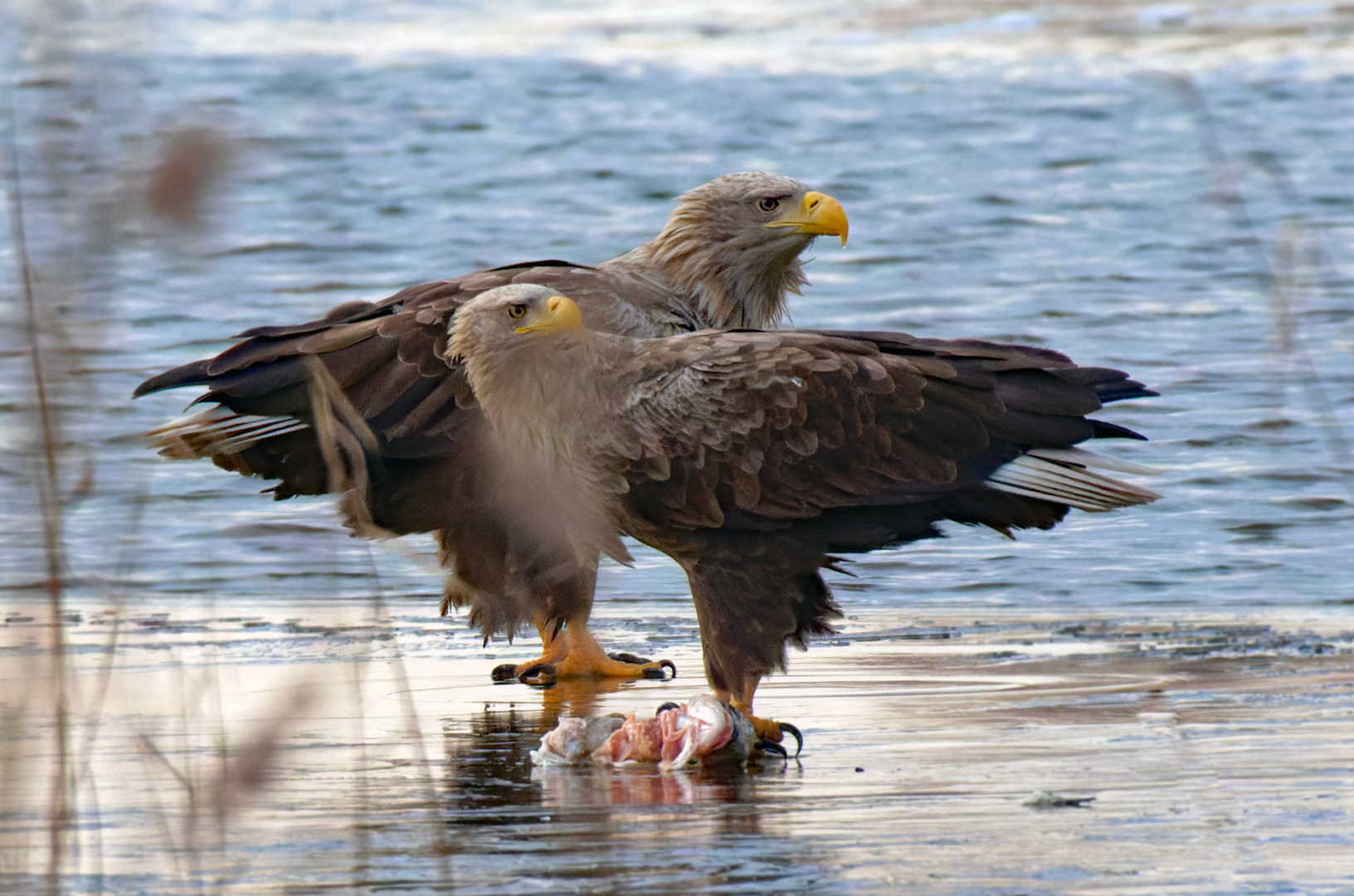  Seeadler  (Haliaeetus albicilla) beim Fressen , wildlife