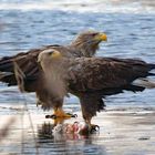  Seeadler  (Haliaeetus albicilla) beim Fressen , wildlife