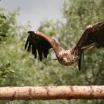 Seeadler (Haliaeetus Albicilla)