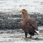 Seeadler  (Haliaeetus albicilla)