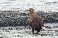 Seeadler  (Haliaeetus albicilla)