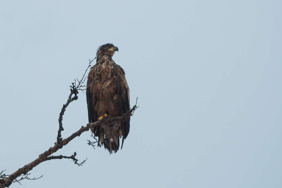 Seeadler (Haliaeetus albicilla)