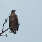 Seeadler (Haliaeetus albicilla)