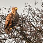 Seeadler (Haliaeetus albicilla)