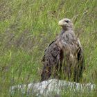 Seeadler (Haliaeetus albicilla)