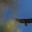 Seeadler (Haliaeetus albicilla) 