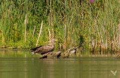 Seeadler (Haliaeetus albicilla)