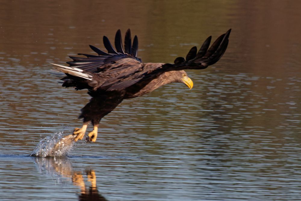 Seeadler (Haliaeetus albicilla), der Luftakrobat