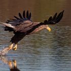 Seeadler (Haliaeetus albicilla), der Luftakrobat