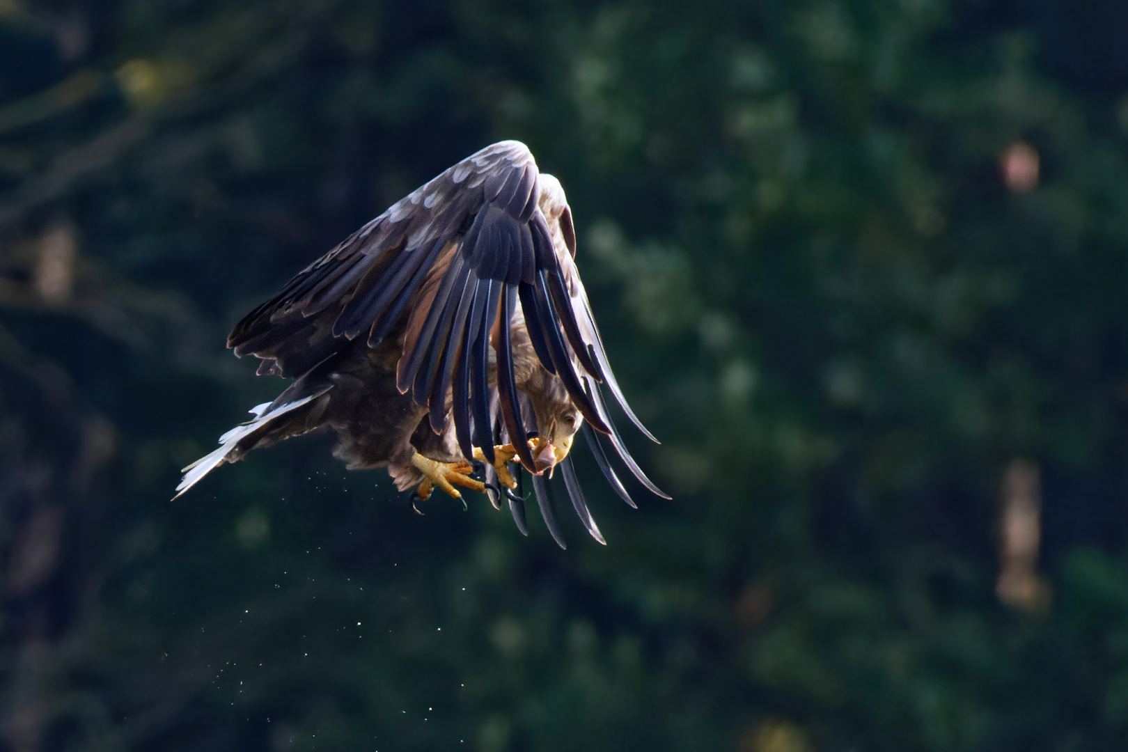  Seeadler (Haliaeetus albicilla), der Luftakrobat 