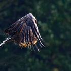  Seeadler (Haliaeetus albicilla), der Luftakrobat 