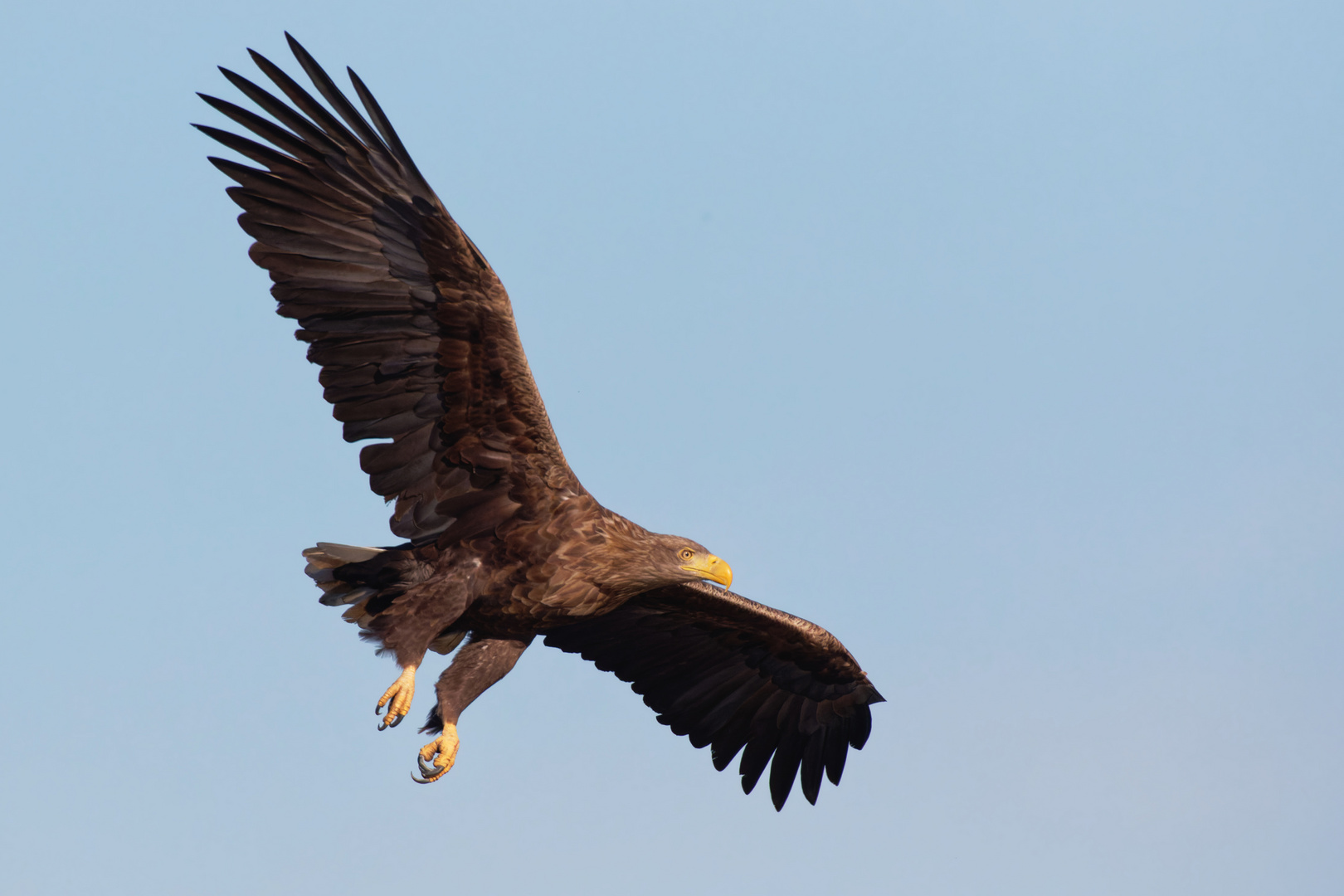 Seeadler (Haliaeetus albicilla), der Luftakrobat